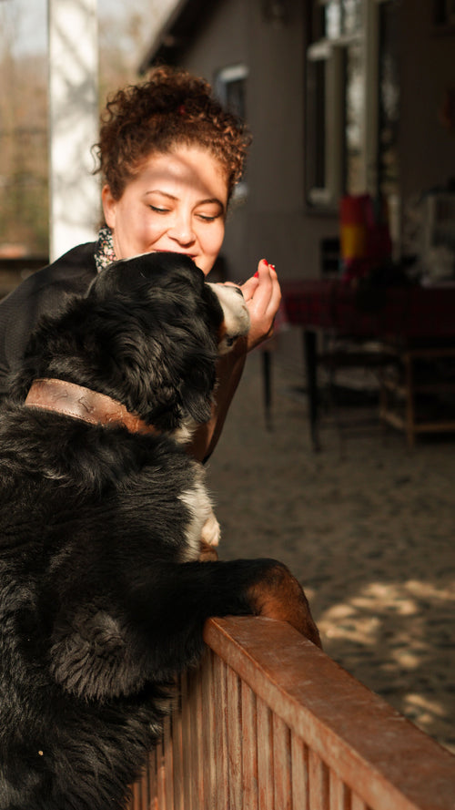 Comment habituer un chien à une rampe, étape par étape