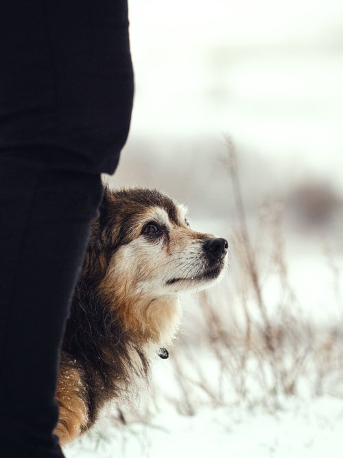 Chien senior et enfants : comment aménager la maison sans que personne ne doive choisir