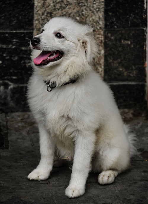 Chien qui glisse sur le carrelage ou le parquet : les solutions à moins de 20€