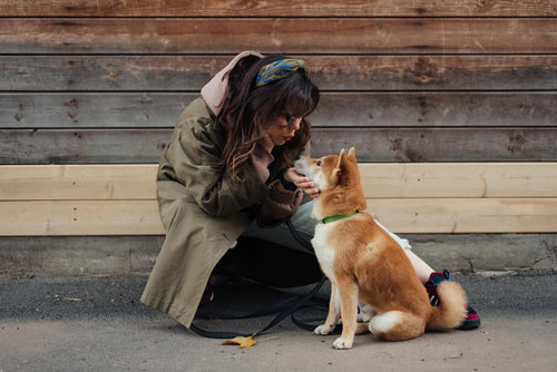 Renforcement positif chez le chien : ce que la science en dit vraiment