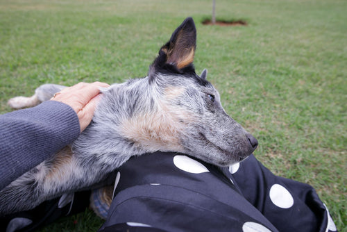Votre chien veut-il vraiment être caressé ?