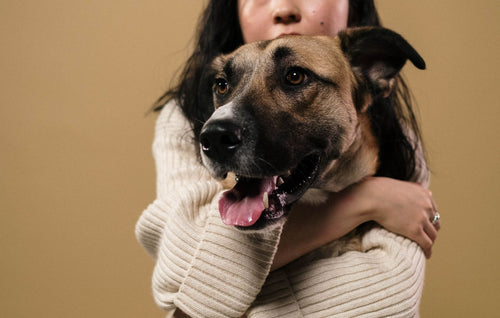Ce que votre chien aimerait probablement que vous compreniez