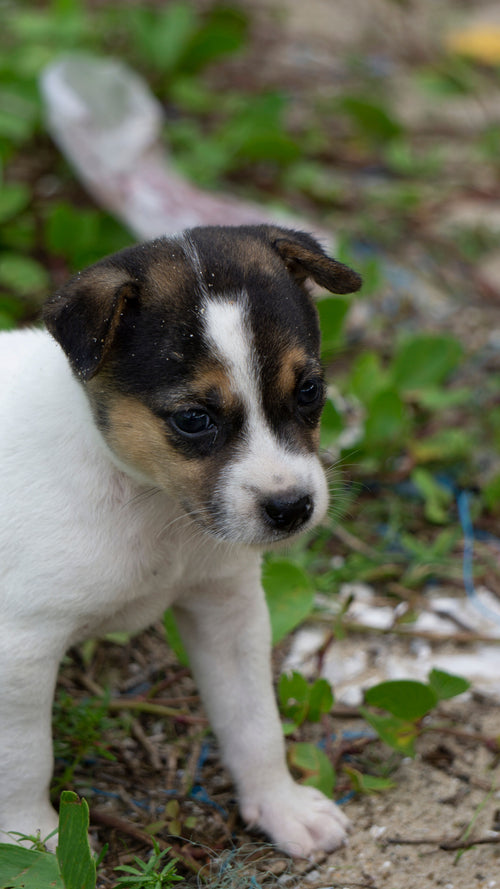 La culpabilité de ne pas avoir vu son chien vieillir plus tôt