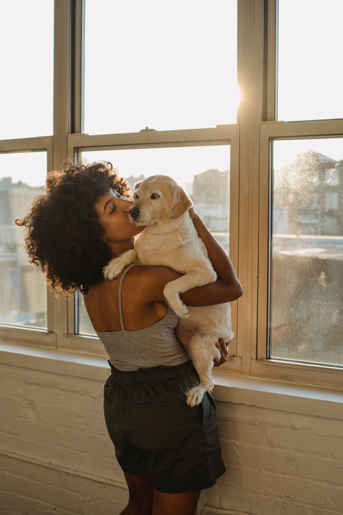 Faut-il porter son chien senior ou le laisser marcher ? Ce que dit la littérature vétérinaire