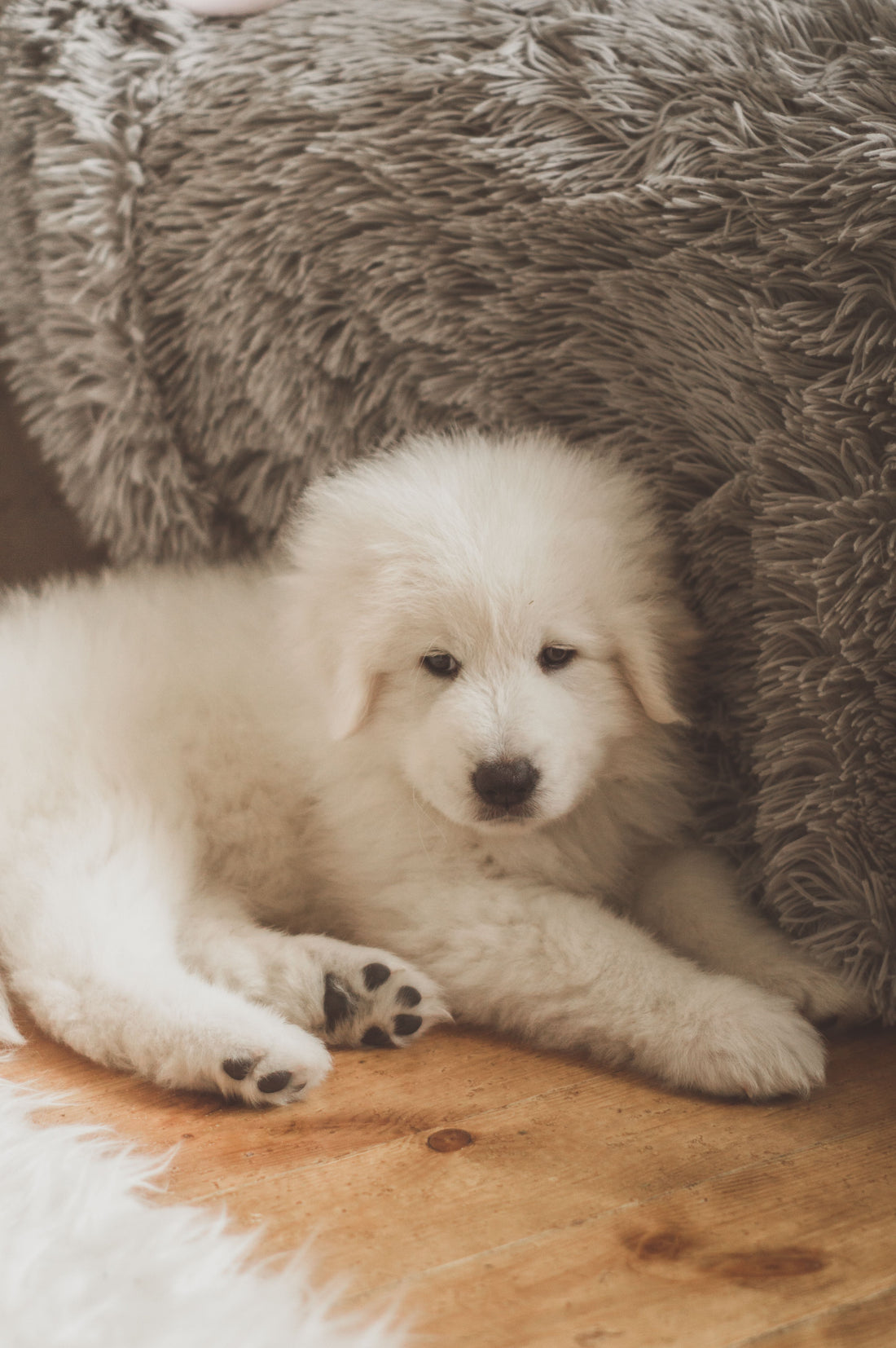 Chiot installé confortablement contre un coussin moelleux