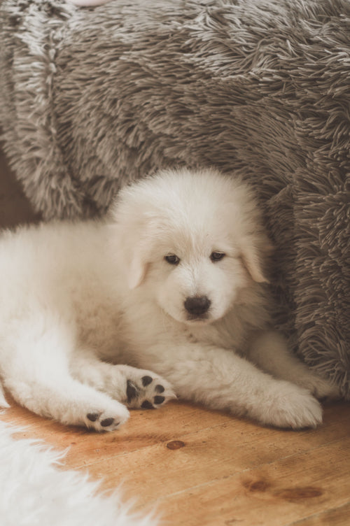 Lit orthopédique pour chien : comment choisir un couchage réellement adapté ?