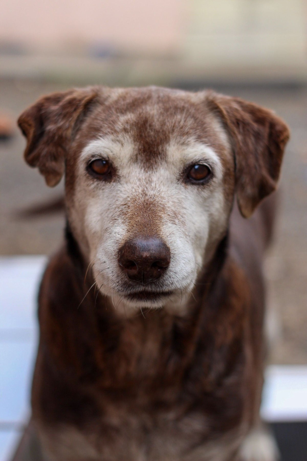 Chien senior au museau grisonnant, regard attentif