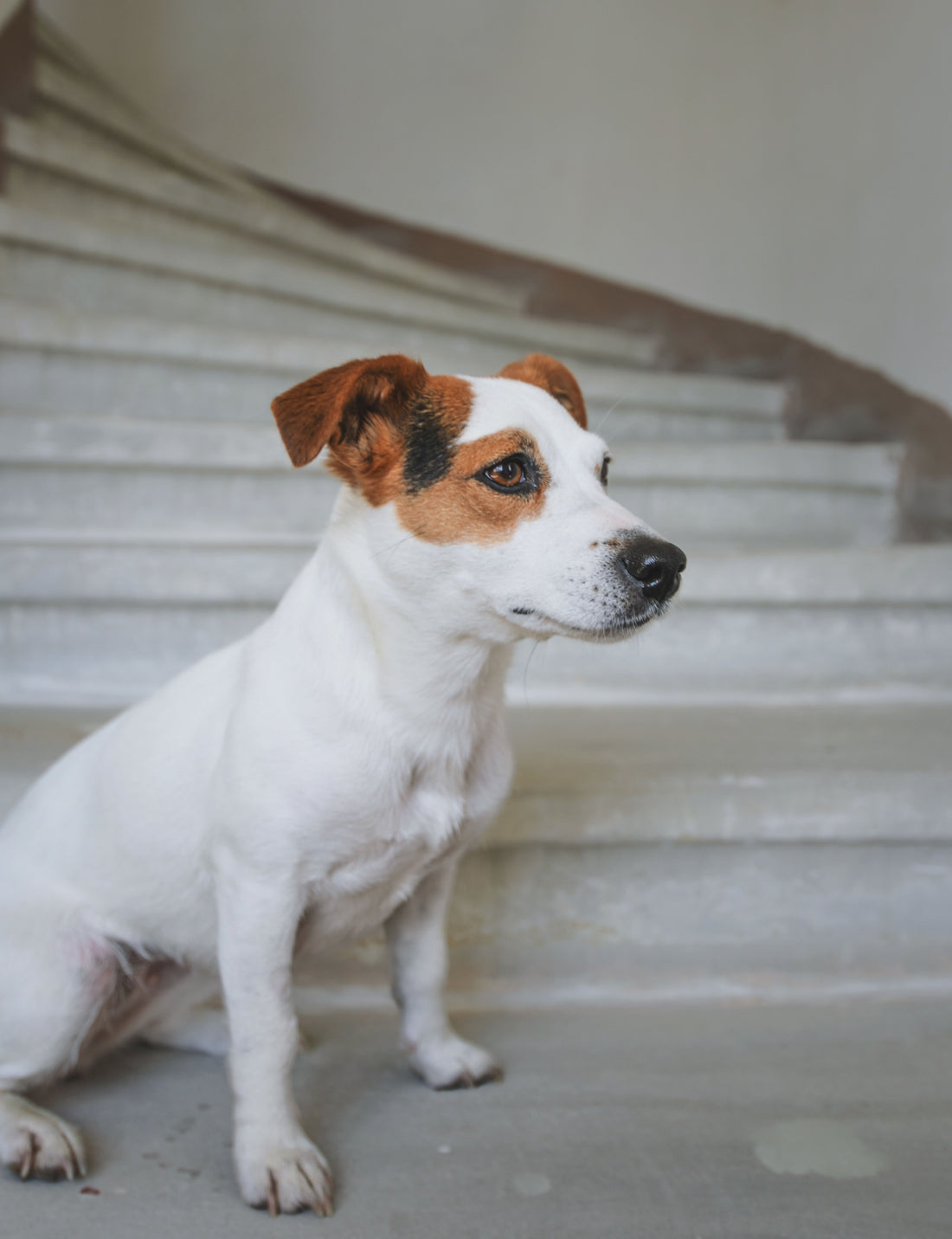 Chien assis au pied d'un escalier intérieur