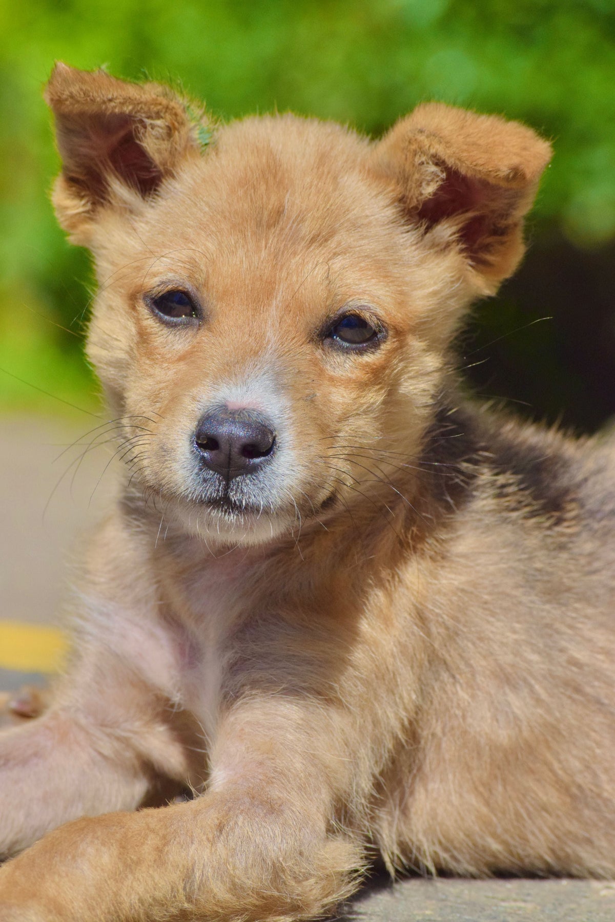 Chiot allongé, regard doux et paisible
