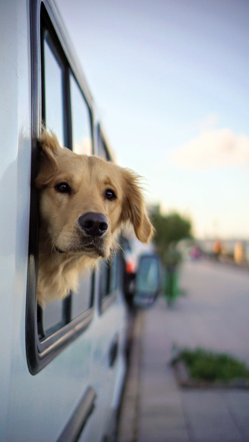 Voyager en voiture avec son chien : confort, sécurité et préparation