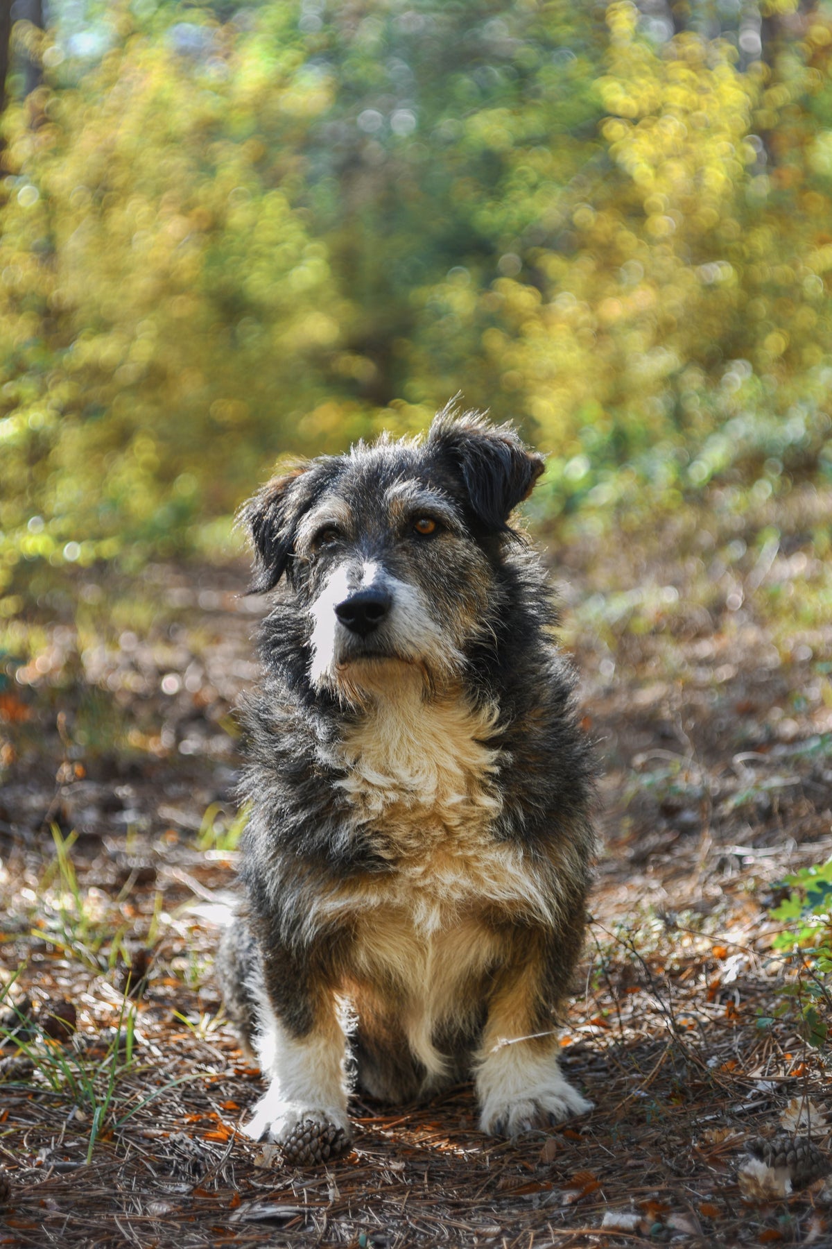 Grand chien senior assis seul en forêt