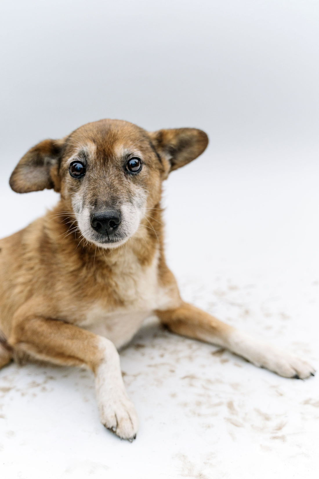 Chien senior allongé calmement, museau grisonnant
