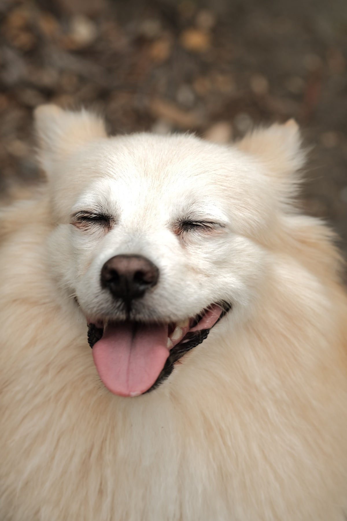 Chien détendu et souriant en extérieur