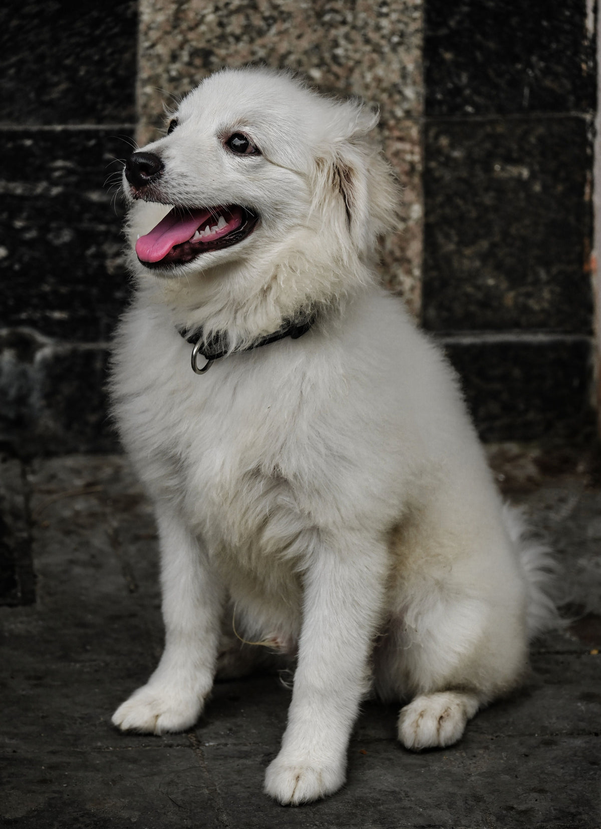 Chien blanc assis sur un sol dur, souriant