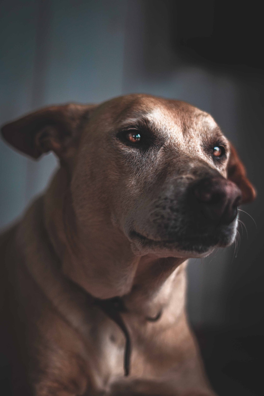 Grand chien hésitant, regard pensif
