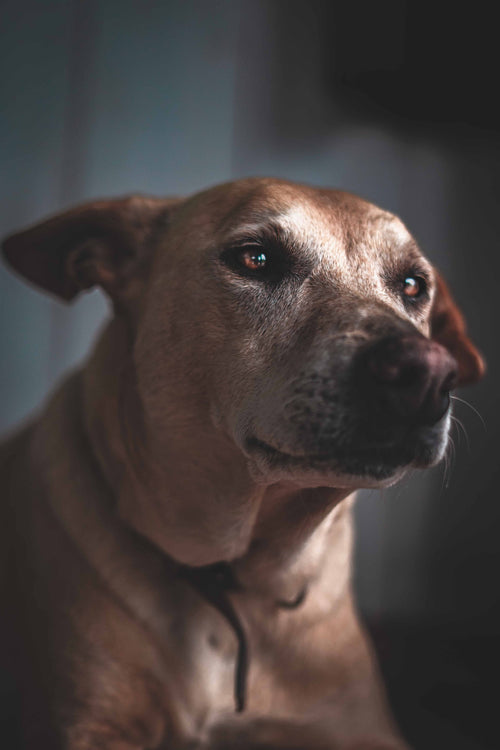 Mon chien refuse soudainement de monter en voiture : que faire ?