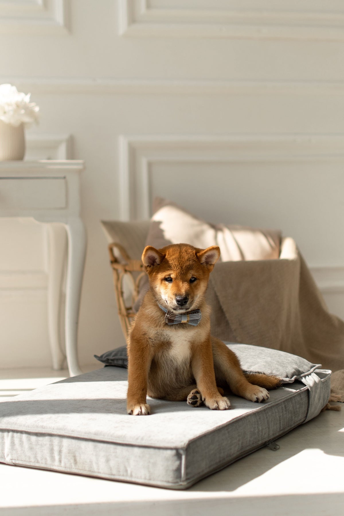 Jeune chien assis sur un couchage rembourré en intérieur lumineux
