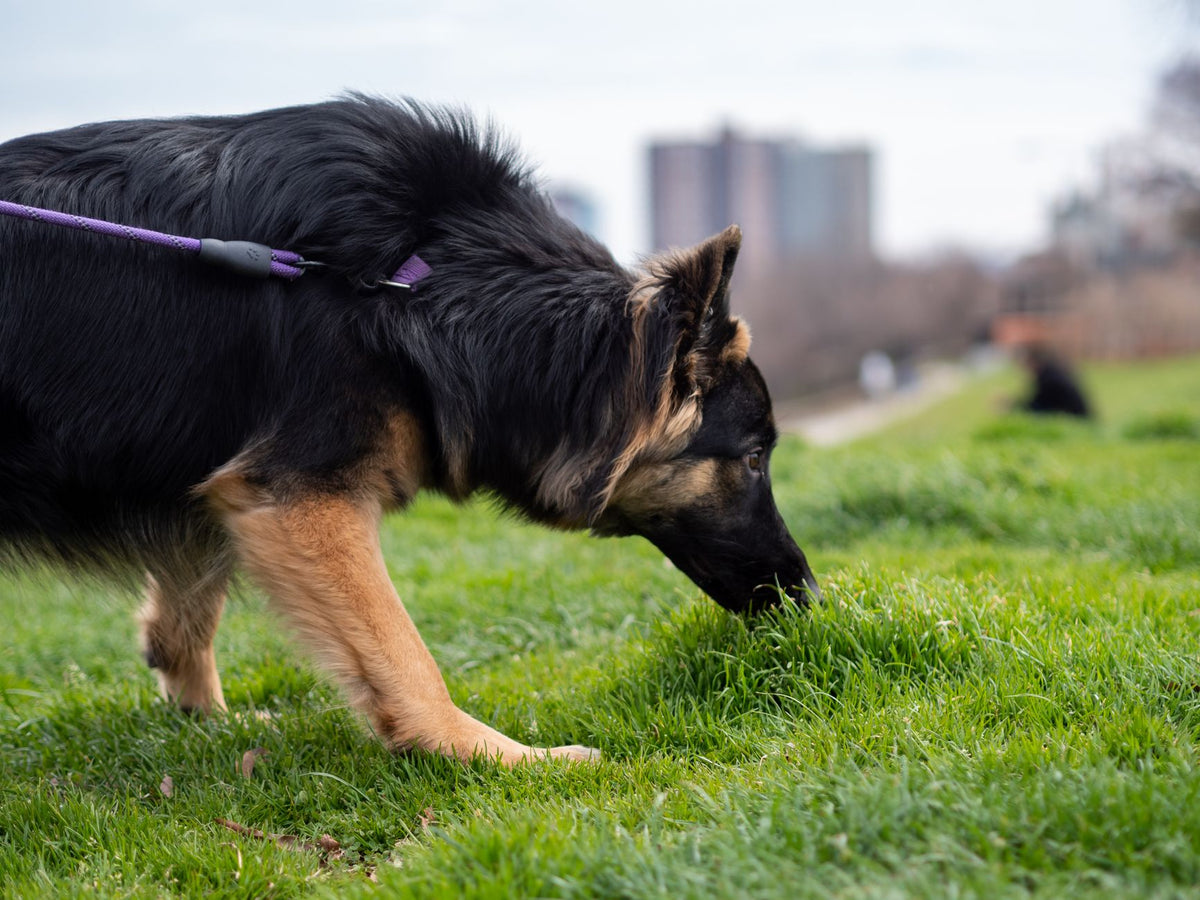 La promenade vue par votre chien