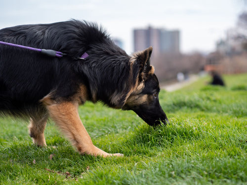 La promenade vue par votre chien