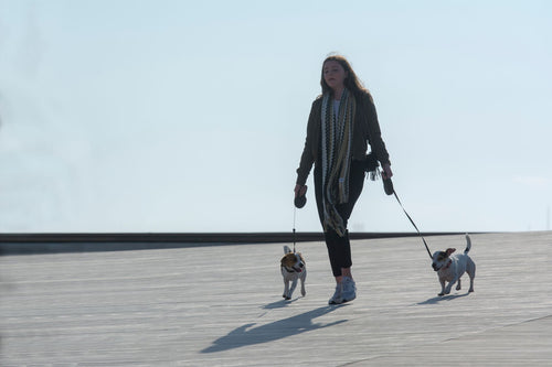 Créer des rituels que votre chien reconnaîtra toute sa vie