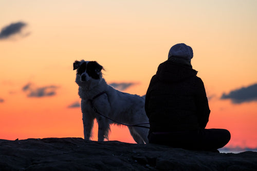 10 minutes par jour pour entretenir votre relation avec votre chien