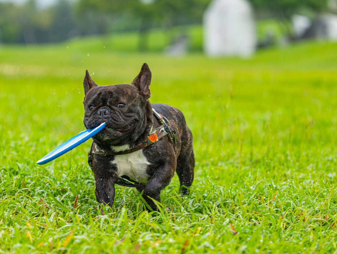 Jouer avec son chien quand on ne sait plus comment jouer