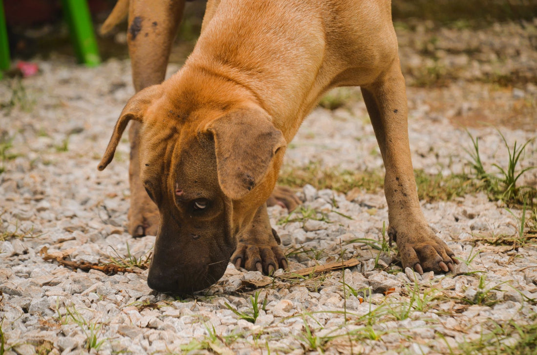 Pourquoi votre chien a besoin de renifler