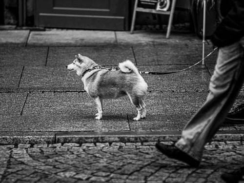 Mon chien est réactif : reconstruire des promenades agréables