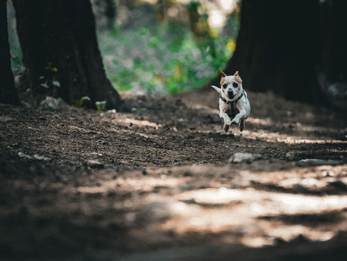 50 petites aventures à vivre avec son chien