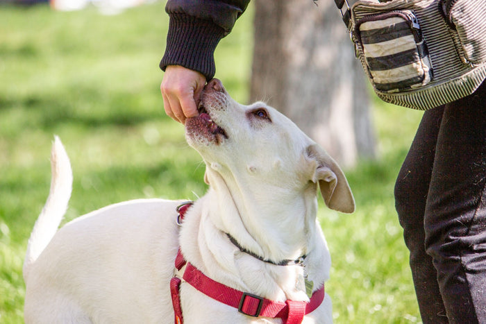 Labrador recevant une friandise de son maître pendant un exercice en extérieur