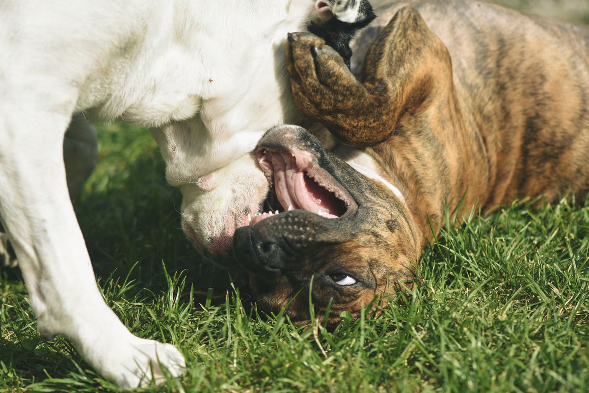 20 façons de rendre votre chien heureux sans rien acheter