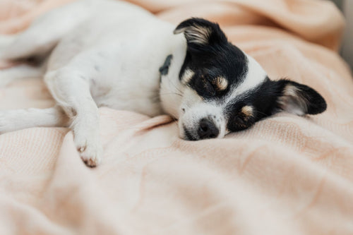 Comprendre le besoin de repos de son chien
