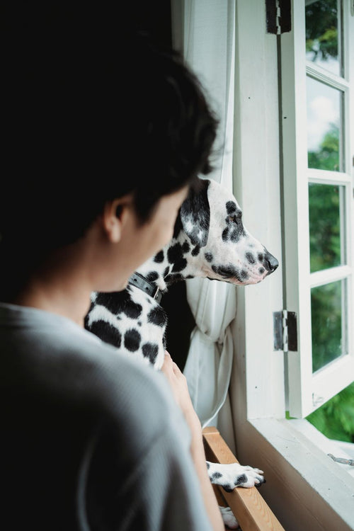 Quand consulter un comportementaliste canin : les signaux qui comptent