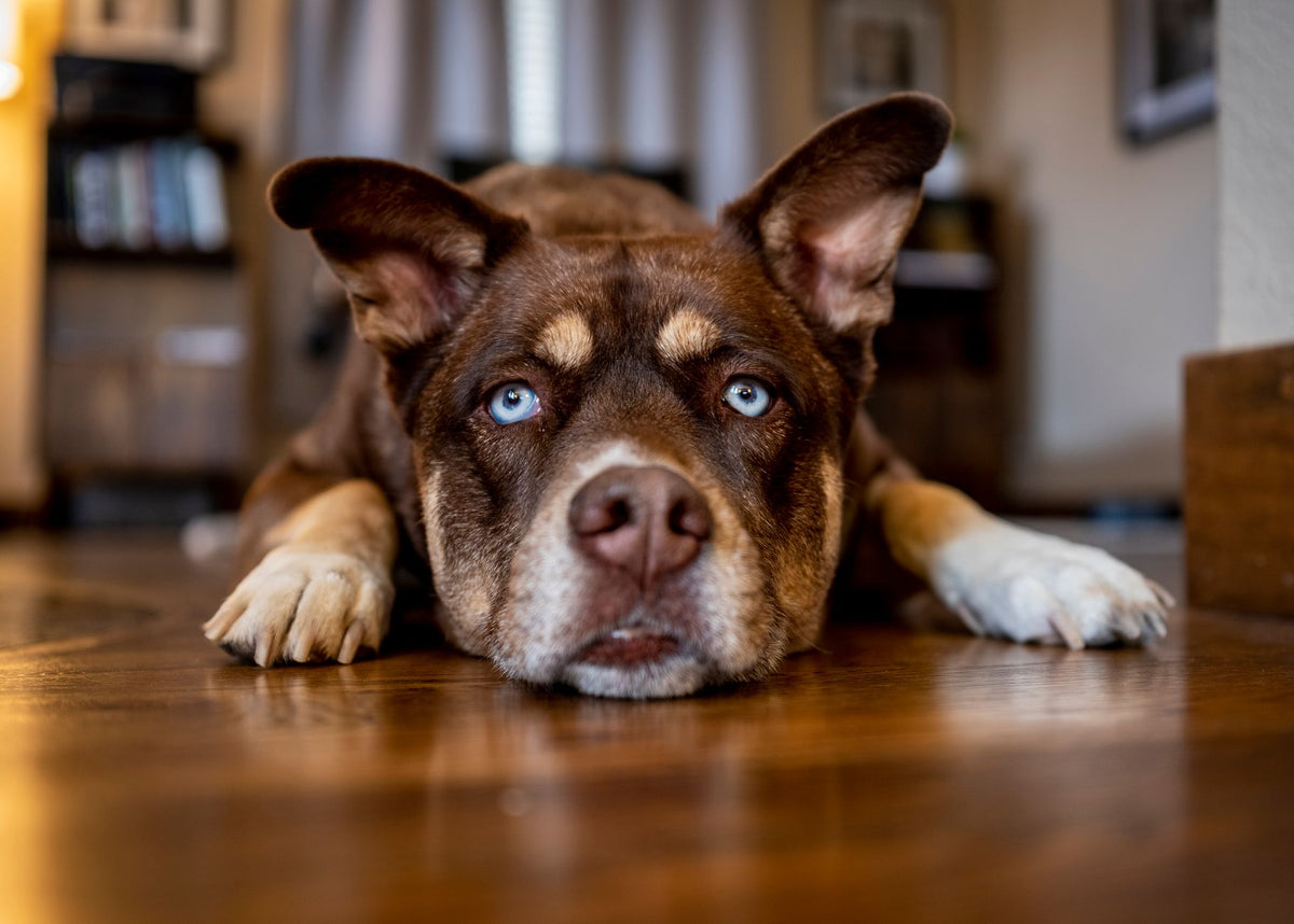 Mon chien semble s’ennuyer : que puis-je réellement changer ?