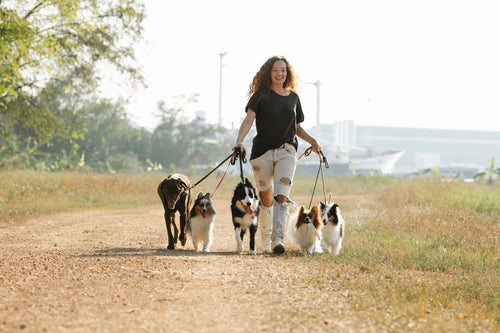 Donner davantage de choix à son chien