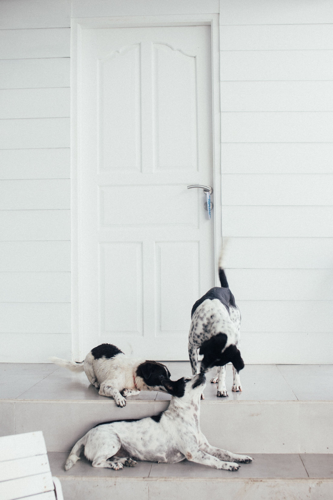 Trois chiens devant une porte d'entrée, sur un perron avec marche