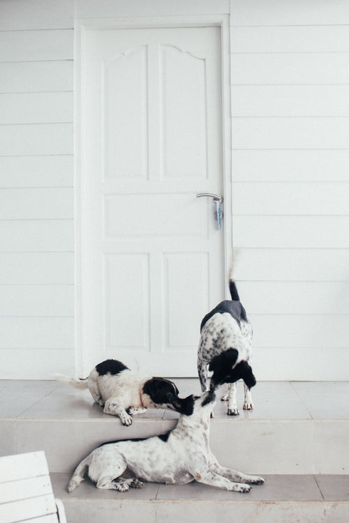 Aménager la maison pour un chien qui vieillit : ce qui ne coûte rien