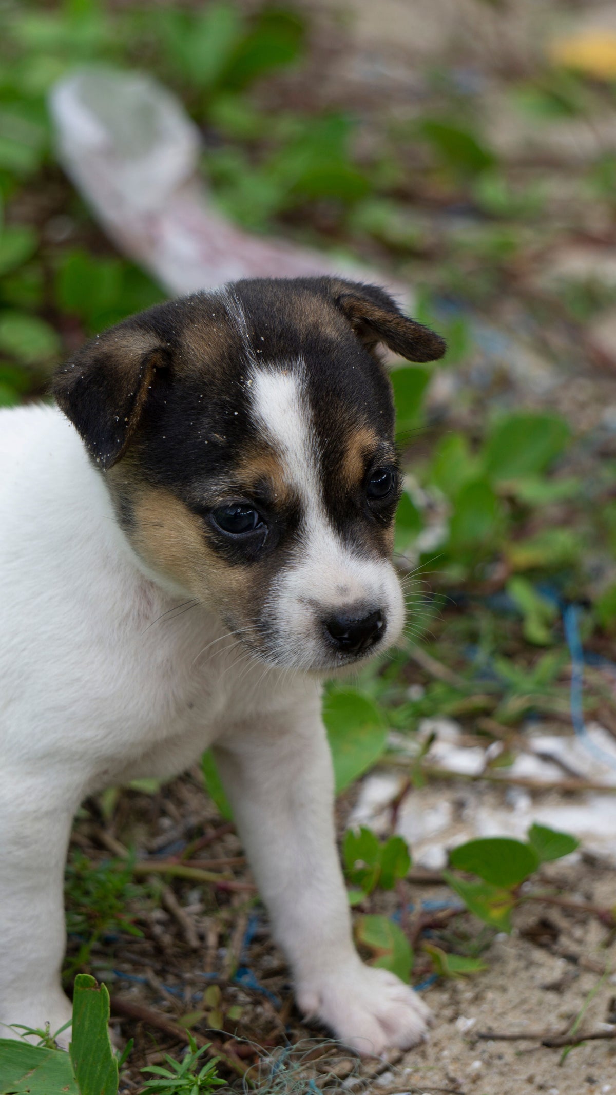 Chiot regardant avec attention, portrait rapproché