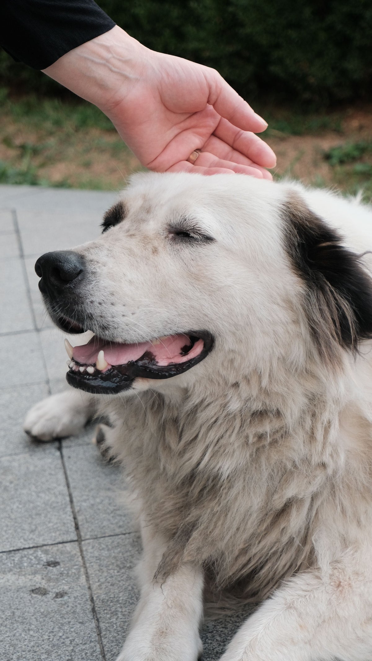 Main caressant doucement la tête d'un chien détendu