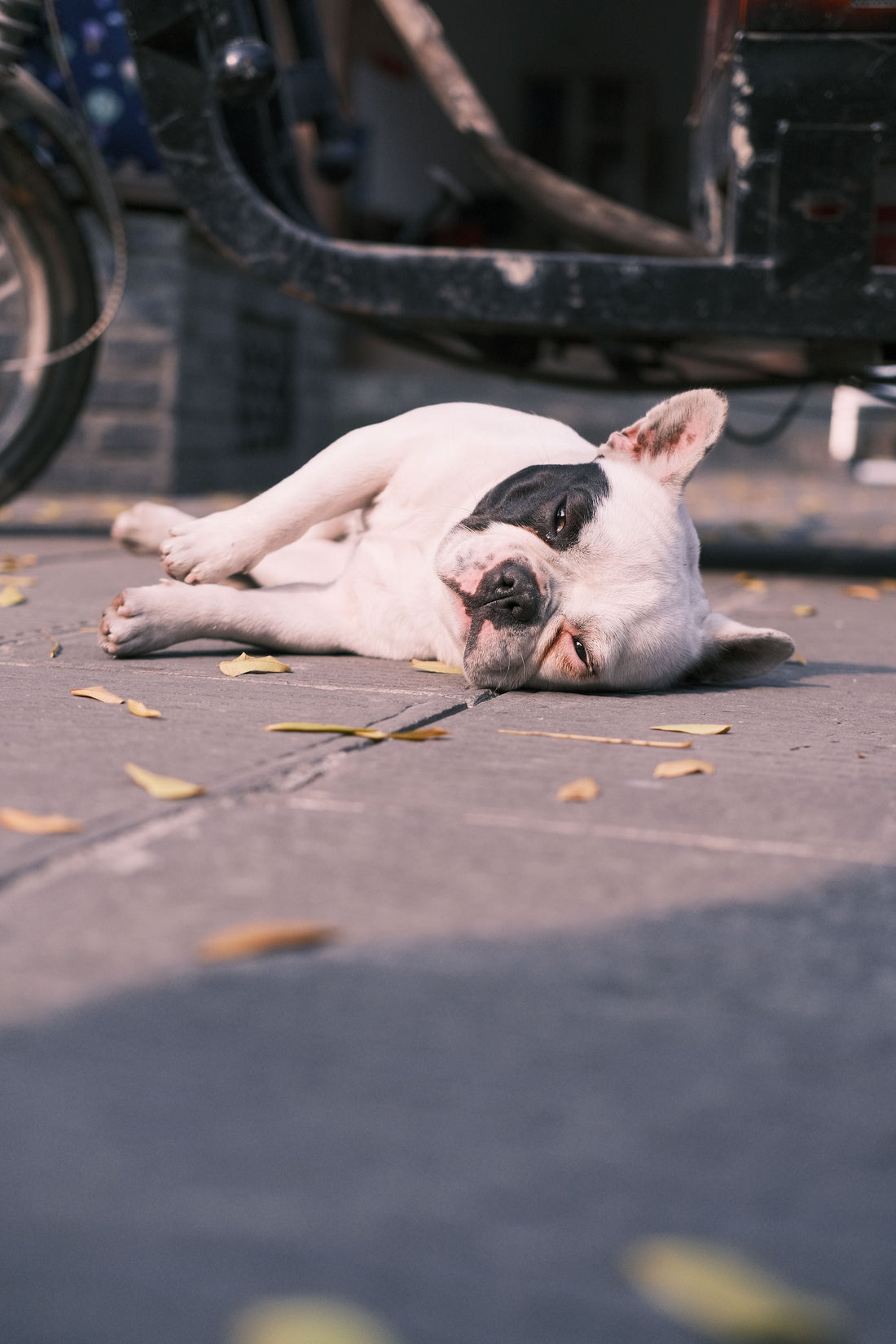 Bouledogue français allongé au repos sur le trottoir